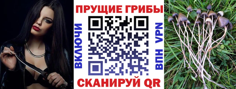хочу наркоту  Петровск  Галлюциногенные грибы прущие грибы 